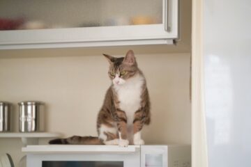 キッチン付近は刺激が多くて、落ち着きません