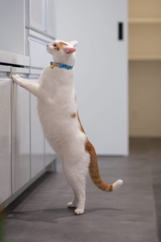 興味を爪とぎ以外に持っていくことが重要です