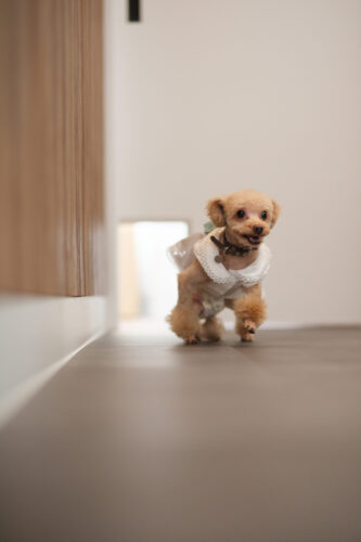 逃げ場を準備してあげることは犬にとって重要です