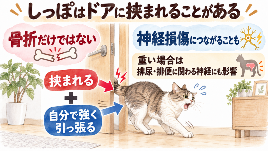 猫のしっぽを挟むと、骨折や神経を痛めるなどの問題があります。